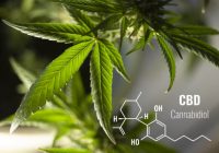 CBD-Can-Improve-Your-Physical-And-Mental-Health.jpg